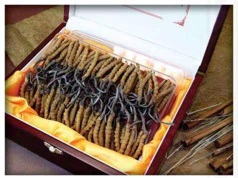 华坪冬虫夏草回收